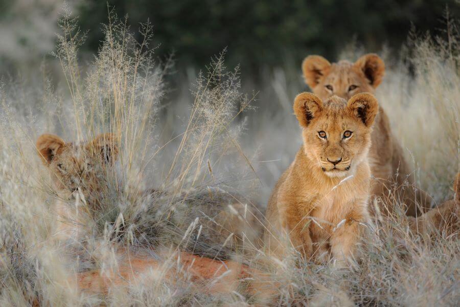 Looking for a Trendy Holiday Destination: Choose South Africa 1 Lion cubs. Kalahari South Africa