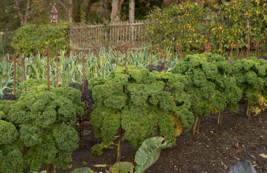 How the Winter Period Can Affect Crops in Your Garden 3 Curly Kale in winter