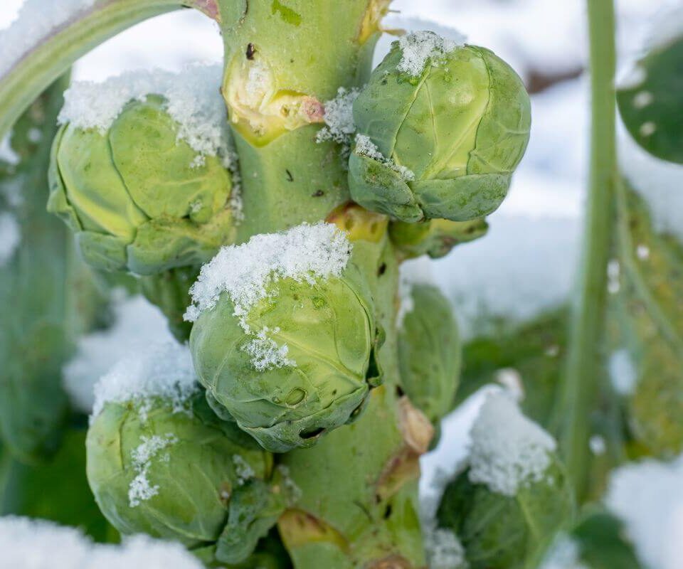 brussell sprouts covered in snow