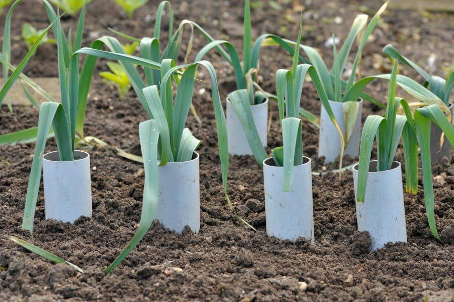How the Winter Period Can Affect Crops in Your Garden 2 leeks grown in protective plastic