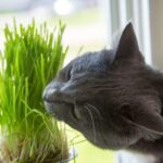 Houseplants to Avoid if You Have a Cat 10 cat eating plant