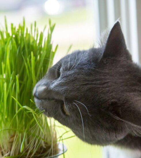 Houseplants to Avoid if You Have a Cat 3 cat eating plant